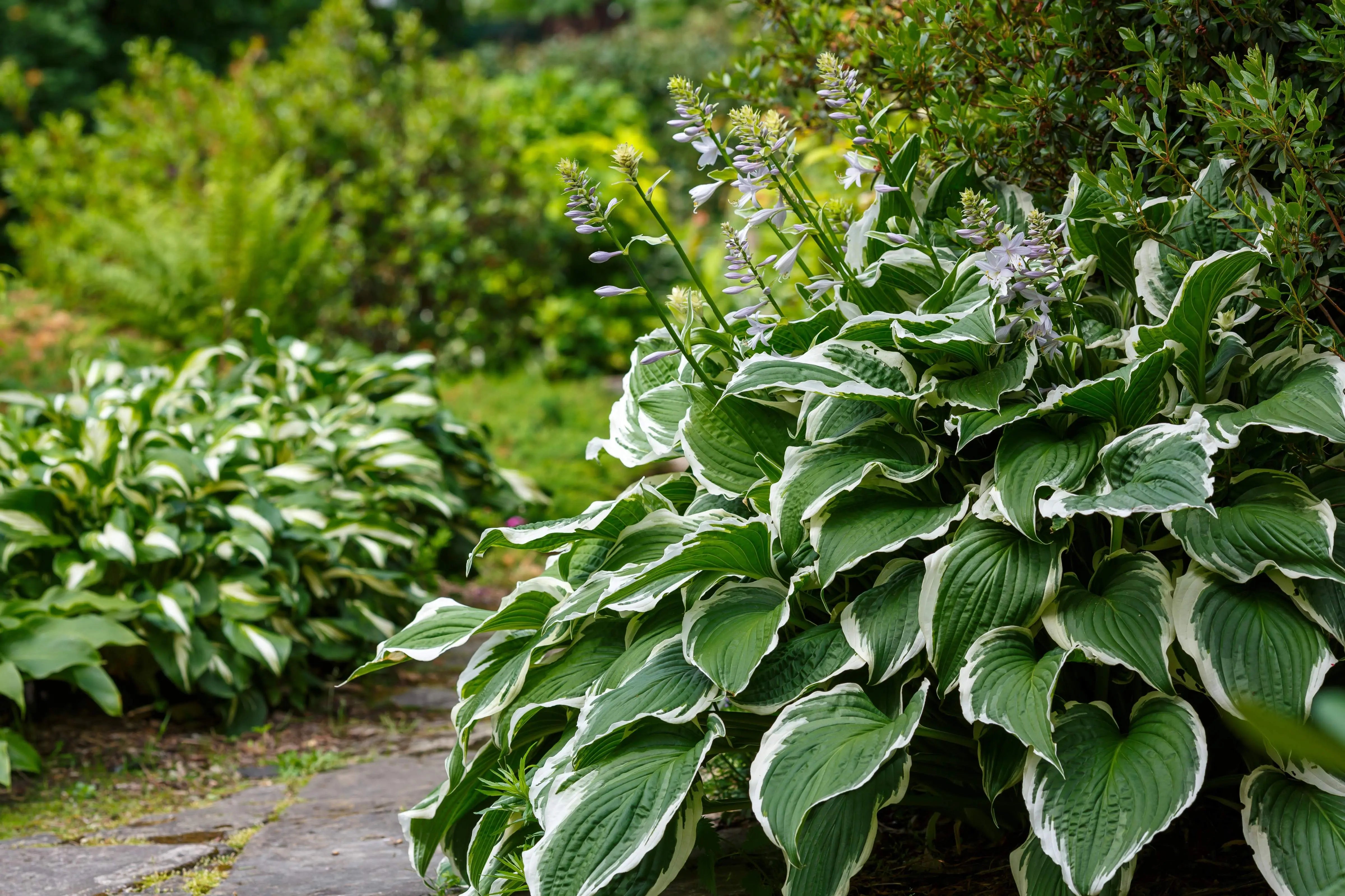 Hosta - Funkie Stauden Gaenge