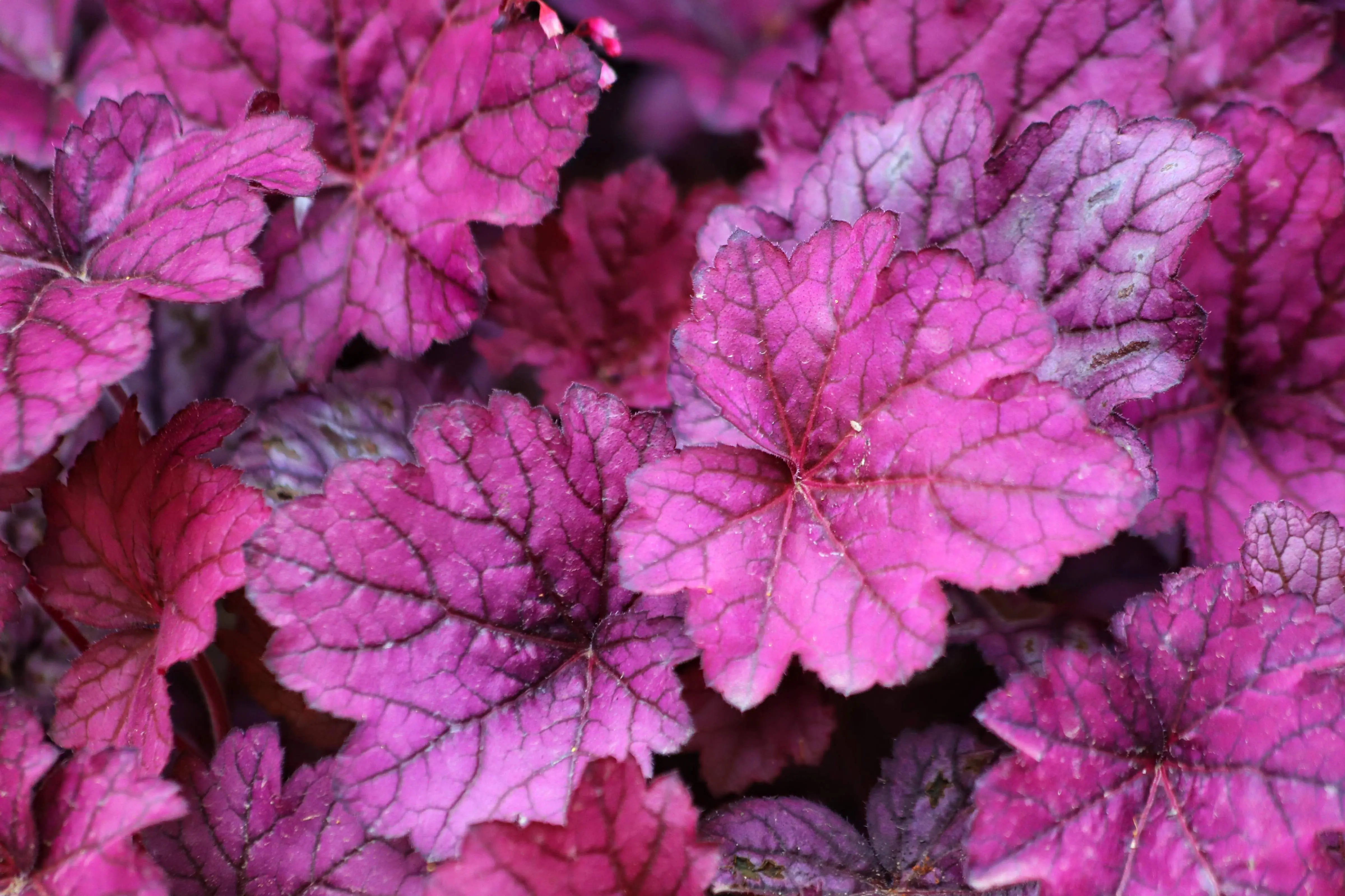 Heuchera - Purpurglöckchen Stauden Gaenge