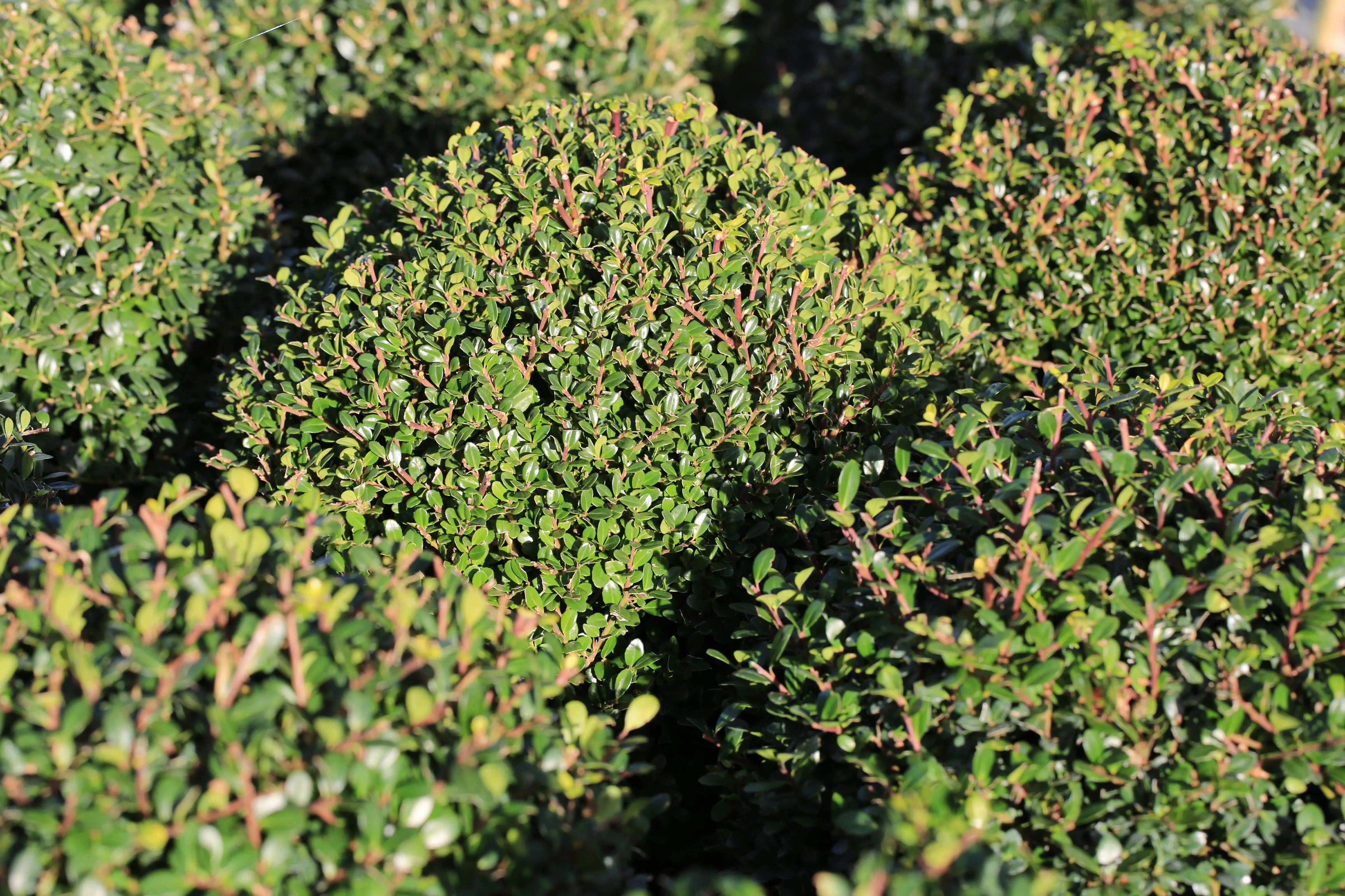 Ilex Kugeln - Japanische Stechpalme Stauden Gaenge