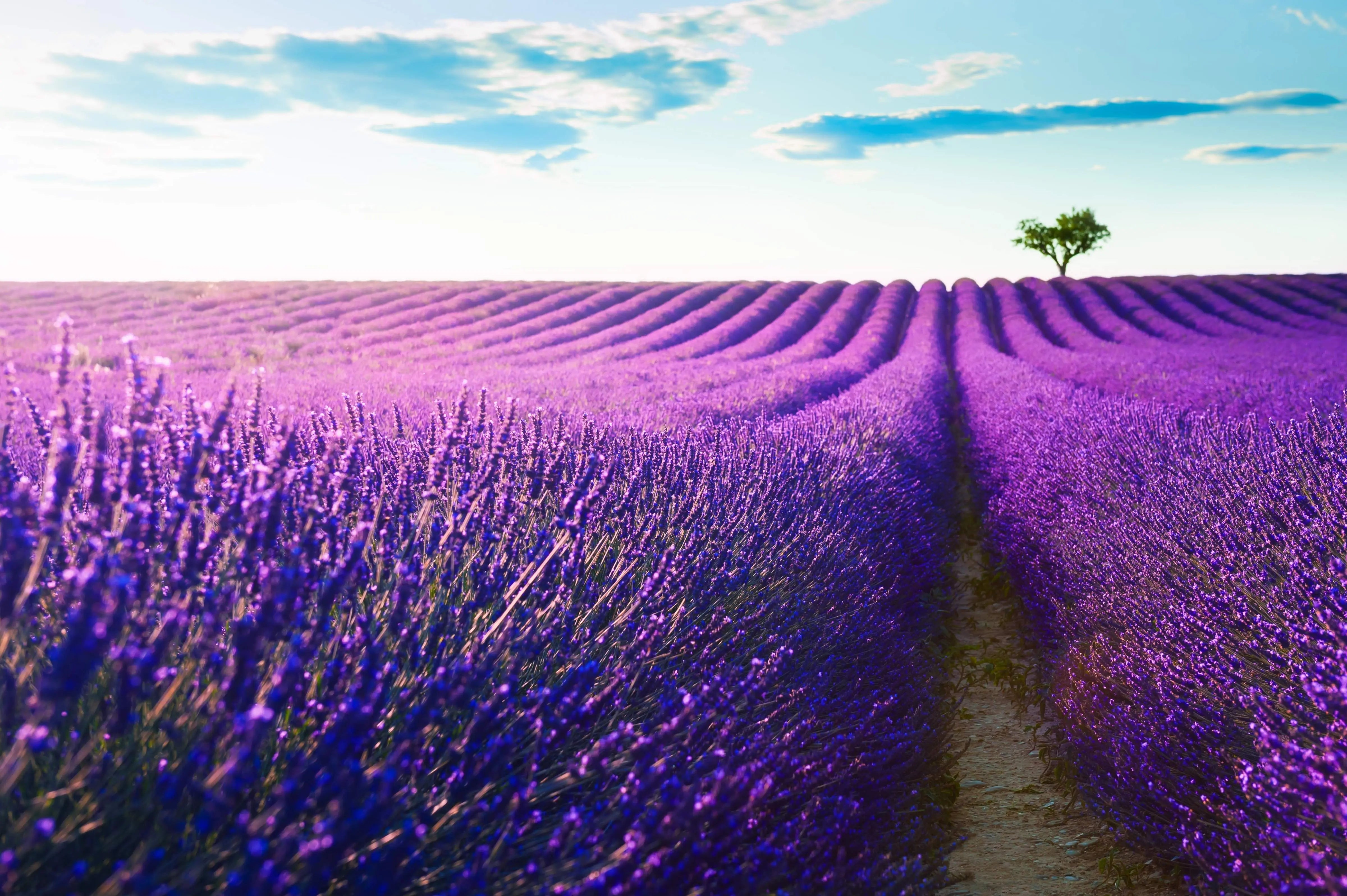 Lavandula - Echter Lavendel Stauden Gaenge