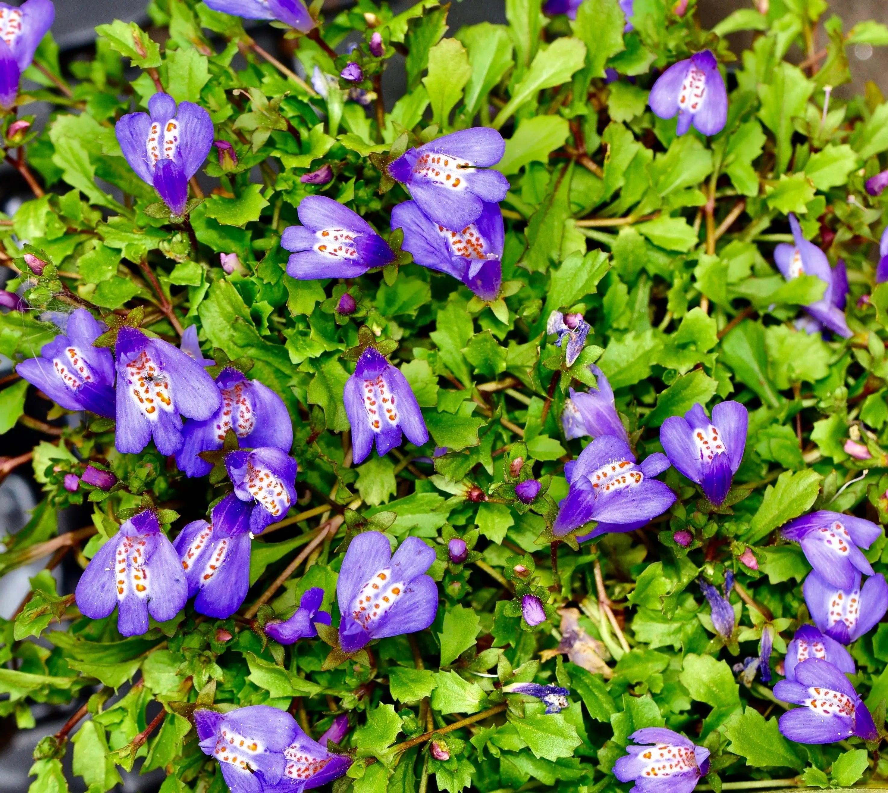 Mazus - Lippenmäulchen Stauden Gaenge