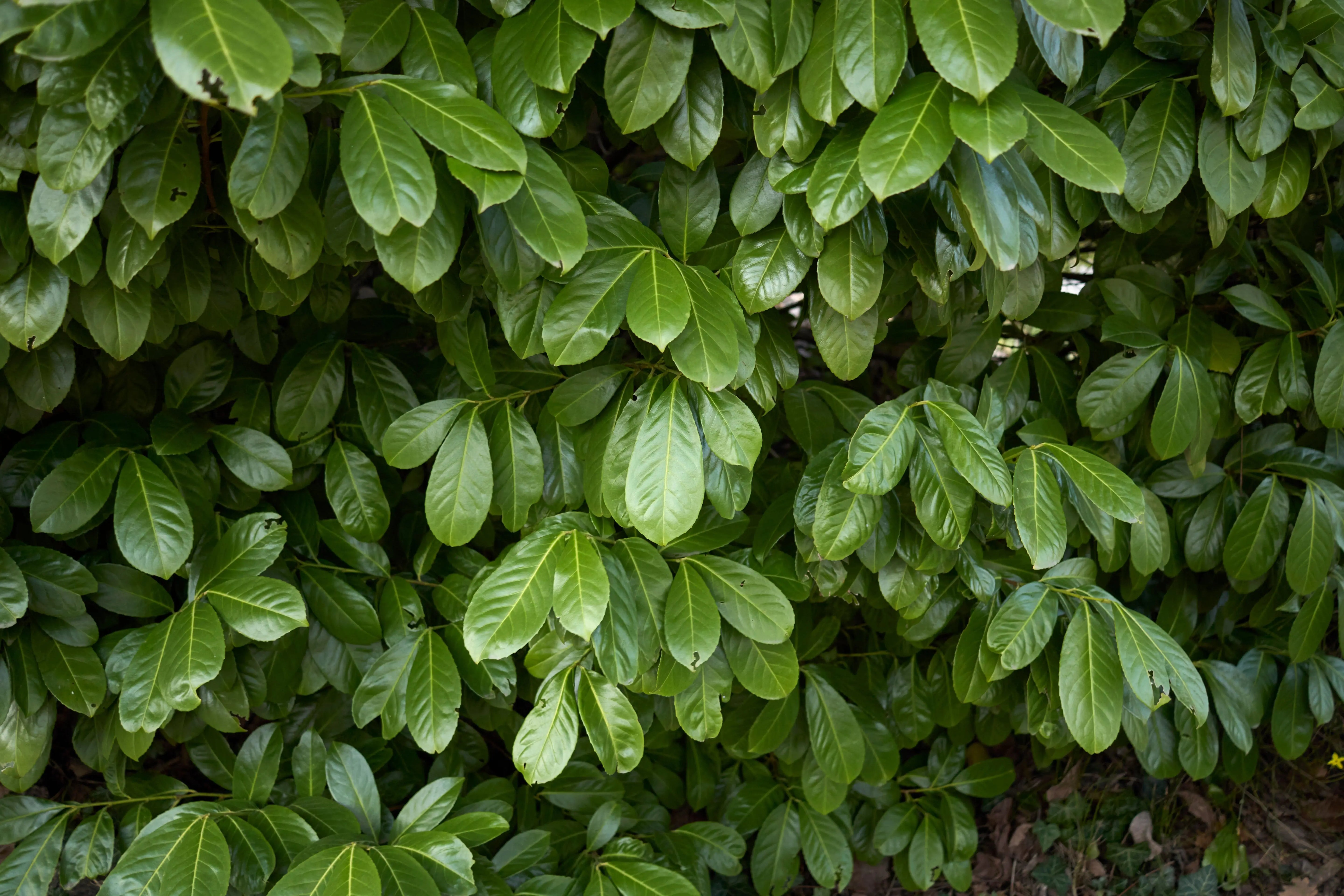 Prunus - Kirschlorbeer Stauden Gaenge