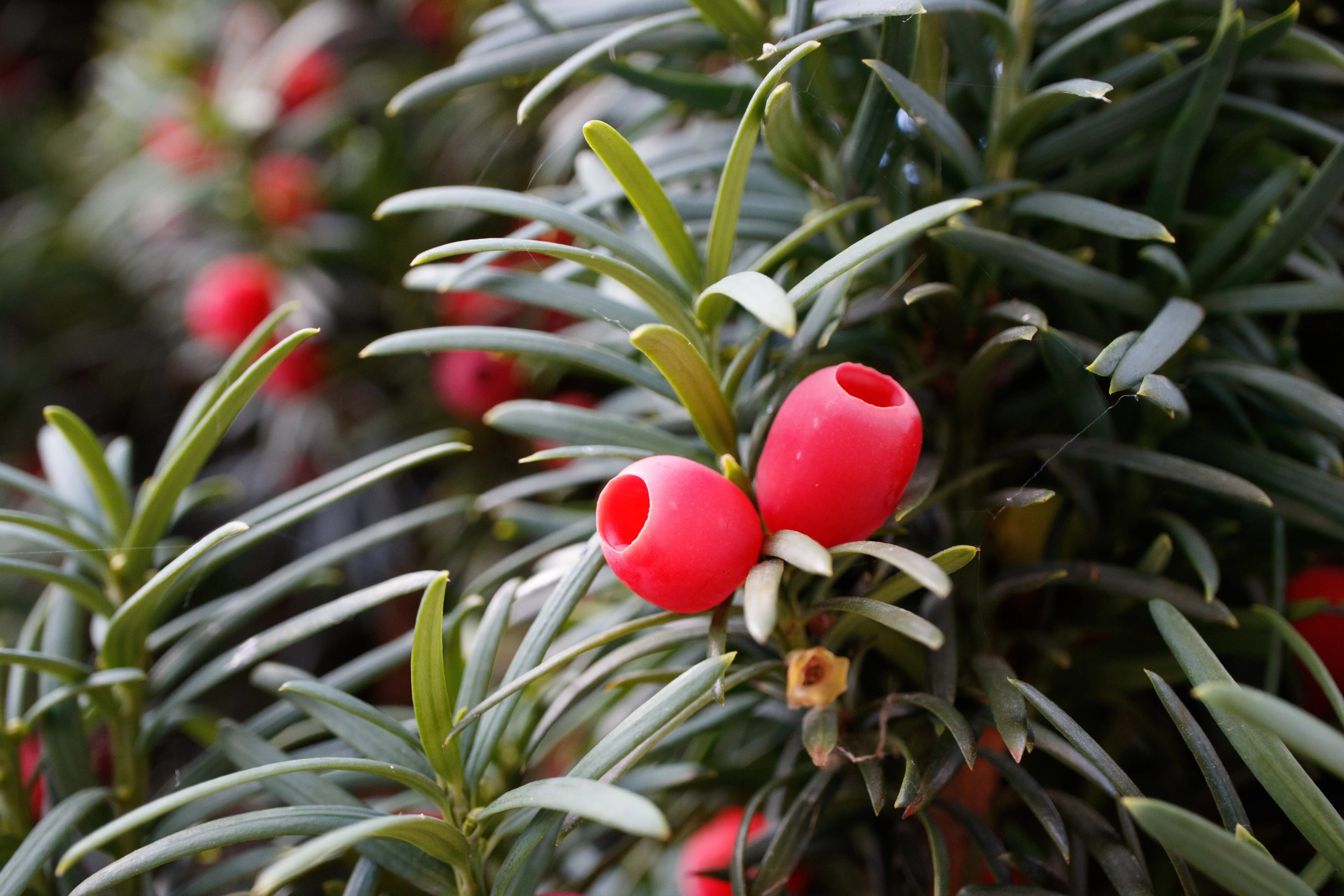 Taxus - Eibe Stauden Gaenge