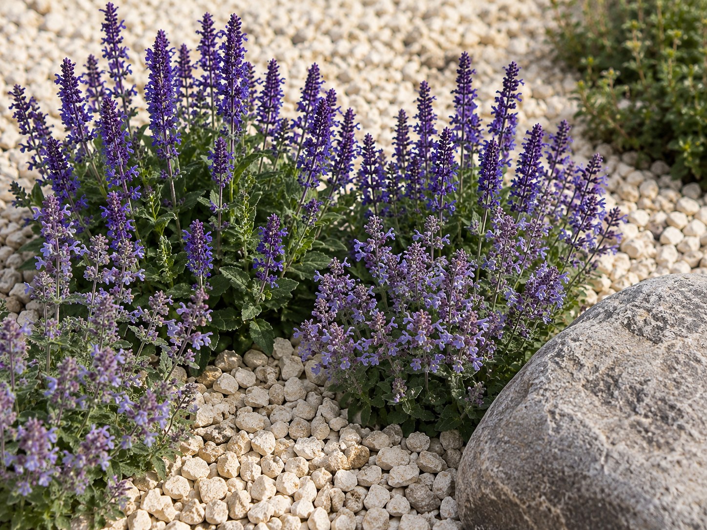 Steppensalbei und Katzenminze mit violetten Blütenkerzen auf hellem Kalksplitt