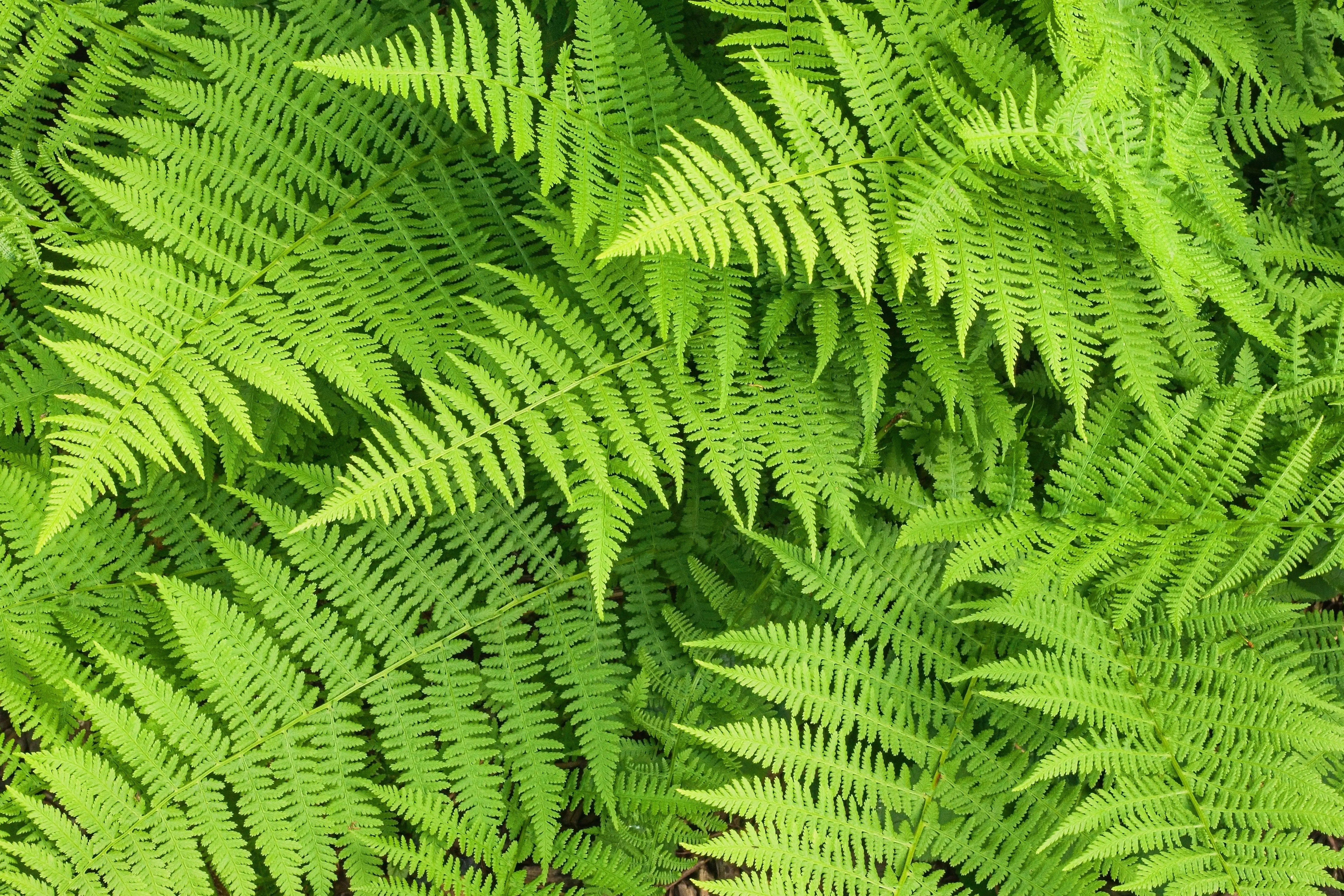 Dryopteris - Goldschuppenfarn Stauden Gaenge