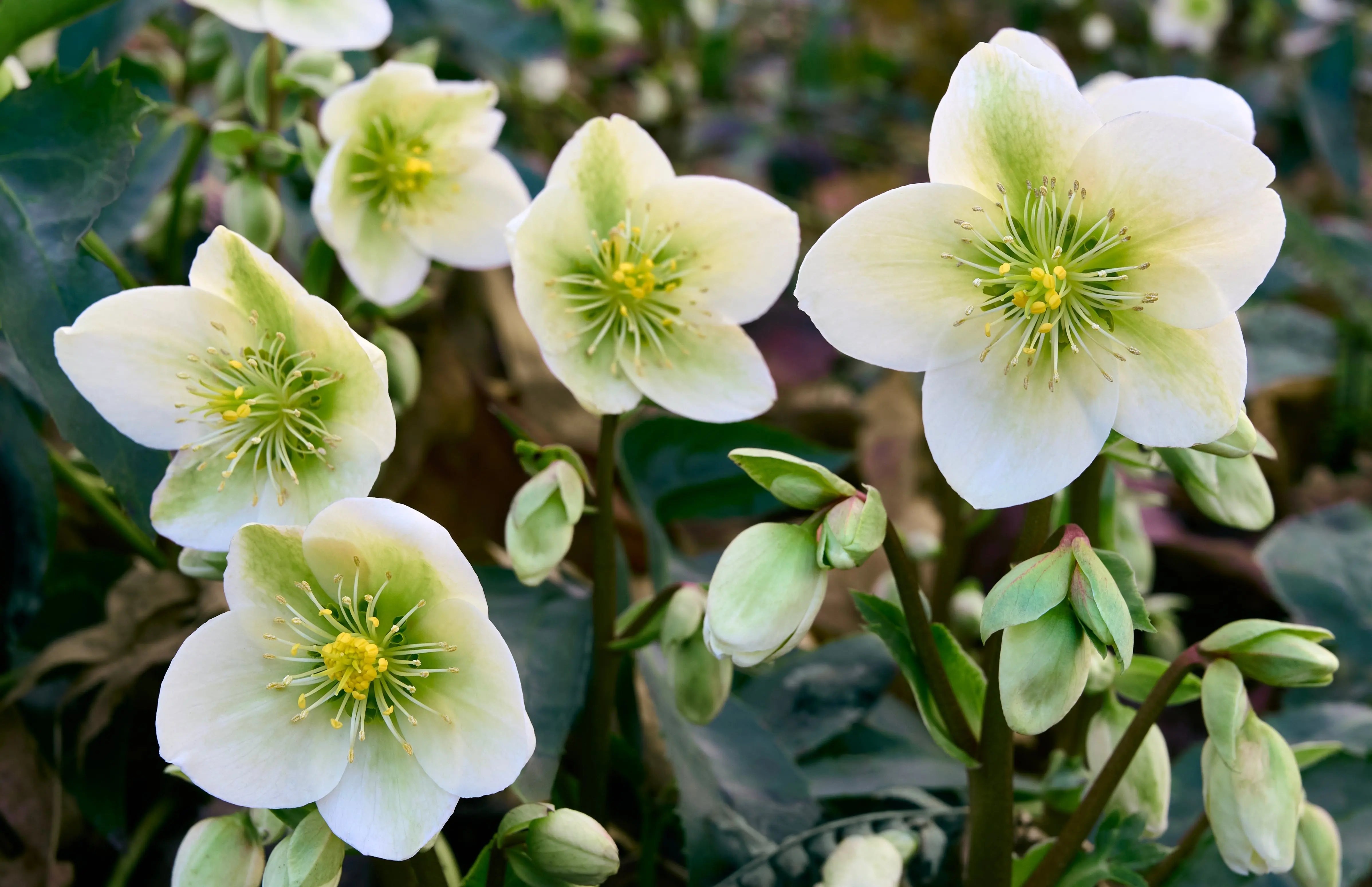 Helleborus - Christrose Stauden Gaenge