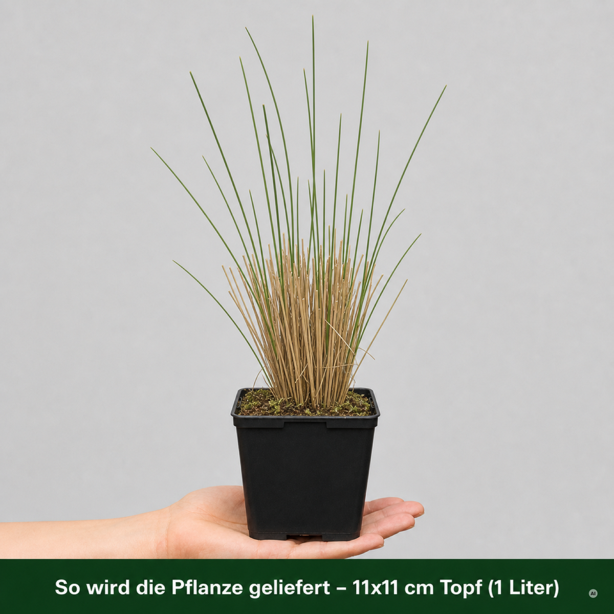 So wird Strandhafer geliefert: Jungpflanze im 11 × 11 cm Topf (1 Liter) auf einer Hand
