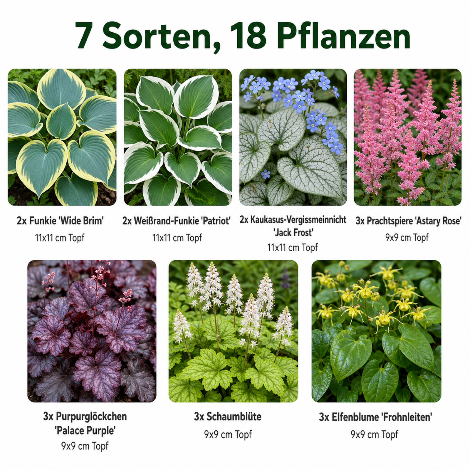 Schattenbeet-Set – 18 Stauden für Nordseite & Schatten