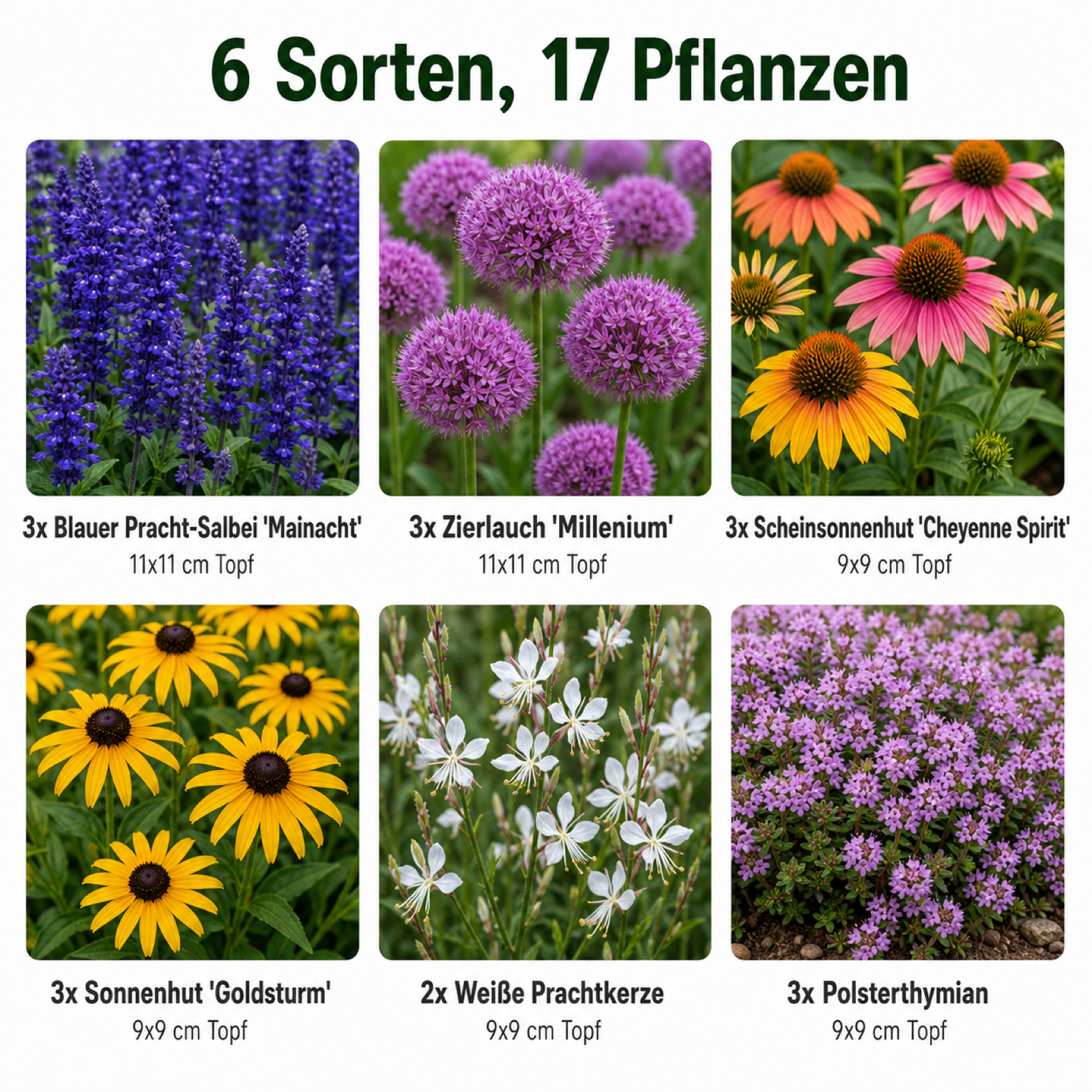 Bienenbeet-Set – 17 Stauden für Sonne & Insekten