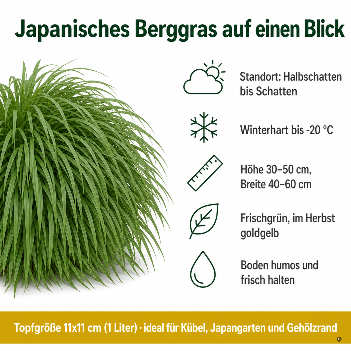 Steckbrief Japanisches Berggras: Halbschatten bis Schatten, winterhart bis −20 °C, Höhe 30–50 cm, Breite 40–60 cm, frischgrün und im Herbst goldgelb, 11 × 11 cm Topf (1 Liter)