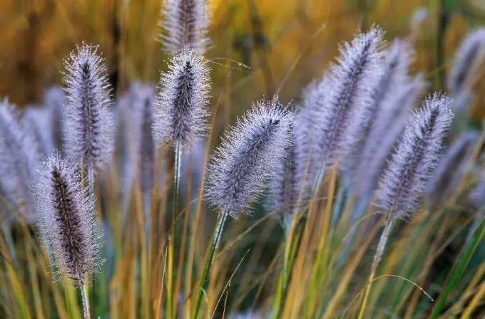 Ziergras Pennisetum alopecuroides 'Cassian' Lampenputzergras, grüne bis braune Halme, dekoratives Ziergras für Garten.