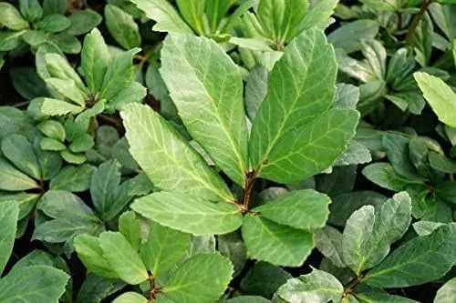 Weiße Christrose Helleborus niger 'Advent Star' als Staude, blüht mit weißen Blüten, von Stauden Gänge, im Garten fotografiert