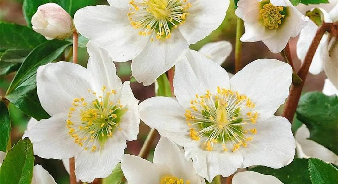 Weiße Christrose Helleborus niger 'Advent Star' Staude von Stauden Gänge, blühende Pflanze mit weißen Blüten und grünem Laub