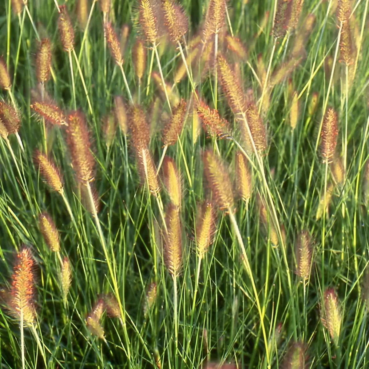 Ziergras Pennisetum alopecuroides Weserbergland von Stauden Gänge, Lampenputzergras mit lockeren, duftigen Blütenständen
