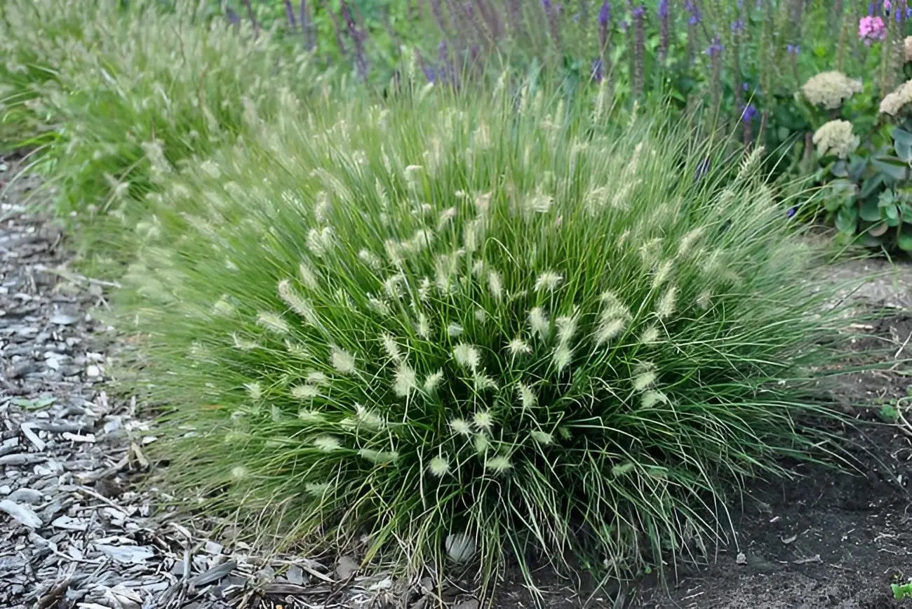 Ziergras Pennisetum alopecuroides 'Little Bunny' von Stauden Gänge, dichtes, kleines Lampenputzergras mit weichem Laub.