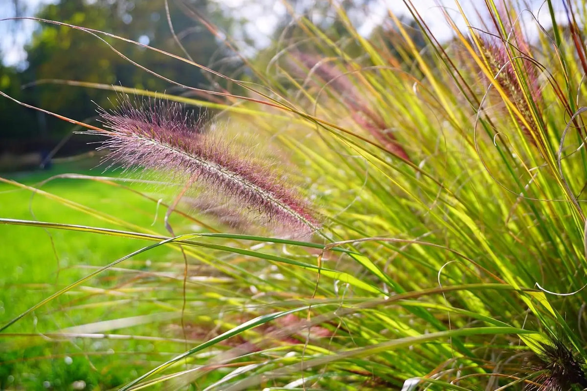 Dunkles Lampenputzergras Pennisetum alopecuroides var. viridescens, Ziergras mit filzigen braunen und grünen Rispen, Stauden Gänge