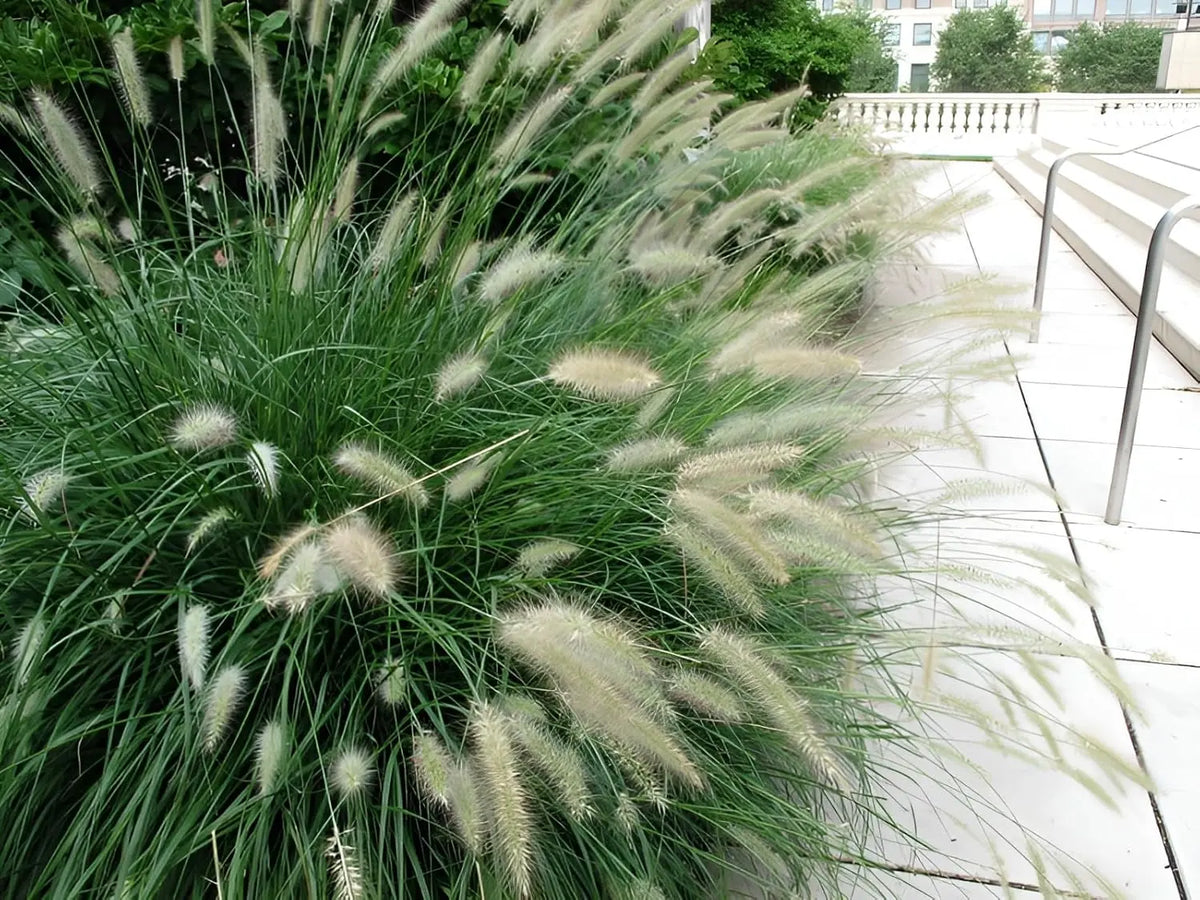 Ziergras Pennisetum alopecuroides 'Cassian' Lampenputzergras, Stauden Gänge, mit grünen und braunen Halmen im Garten