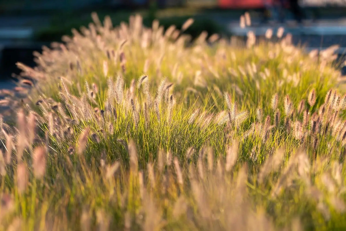 Ziergras Pennisetum alopecuroides ‚Gelbstiel‘ von Stauden Gänge mit gelblich-weißen Lampenputzerähren, im Garten sichtbar