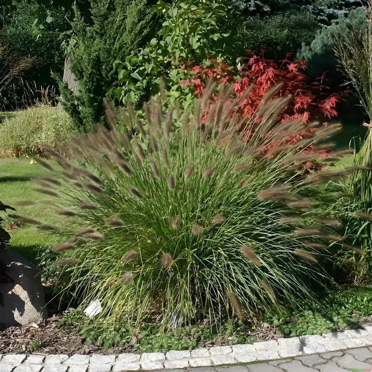 Ziergras Pennisetum alopecuroides Weserbergland von Stauden Gänge, Lampenputzergras mit grünen, buschigen Halmen