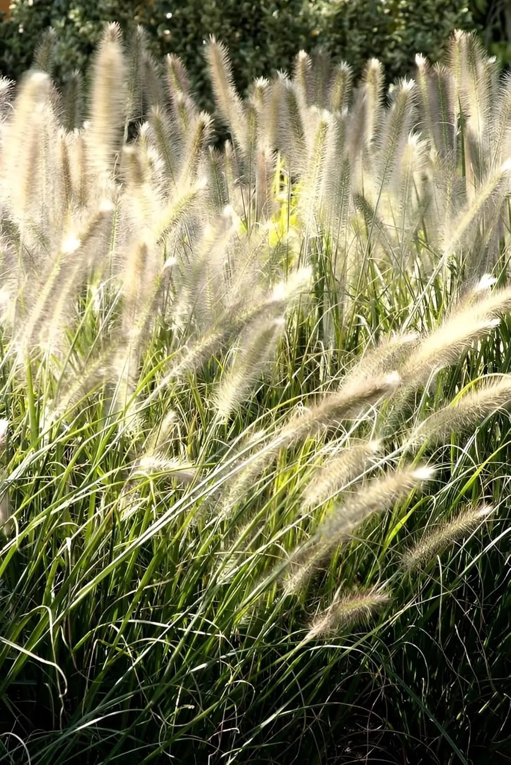 Ziergras Pennisetum alopecuroides 'Cassian' von Stauden Gänge, lampenputzergras mit üppigen, federartigen grünen Büscheln.
