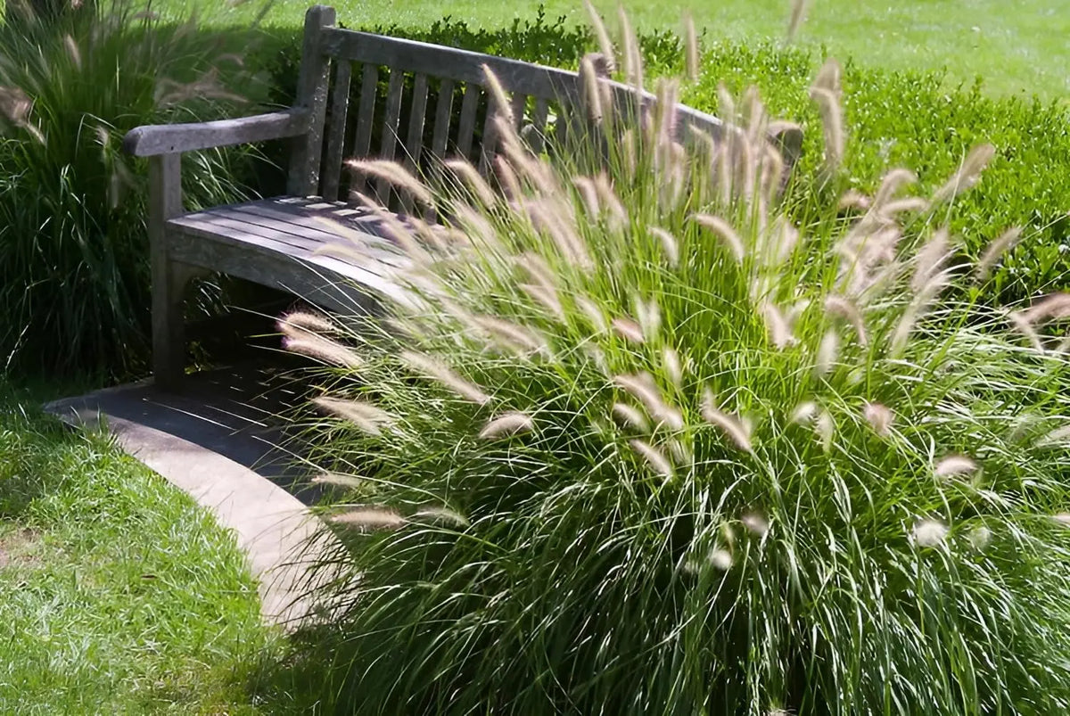 Ziergras Pennisetum alopecuroides ‚Gelbstiel‘ von Stauden Gänge mit gelben Halmen und buschigem Wuchs, Lampenputzergras.