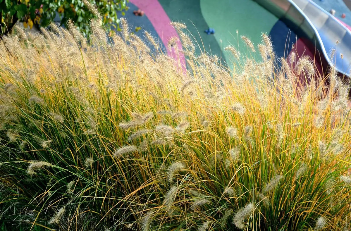 Ziergras Pennisetum alopecuroides ‚Gelbstiel‘ mit gelben Halmen, Stauden Gänge, Lampenputzergras im Garten