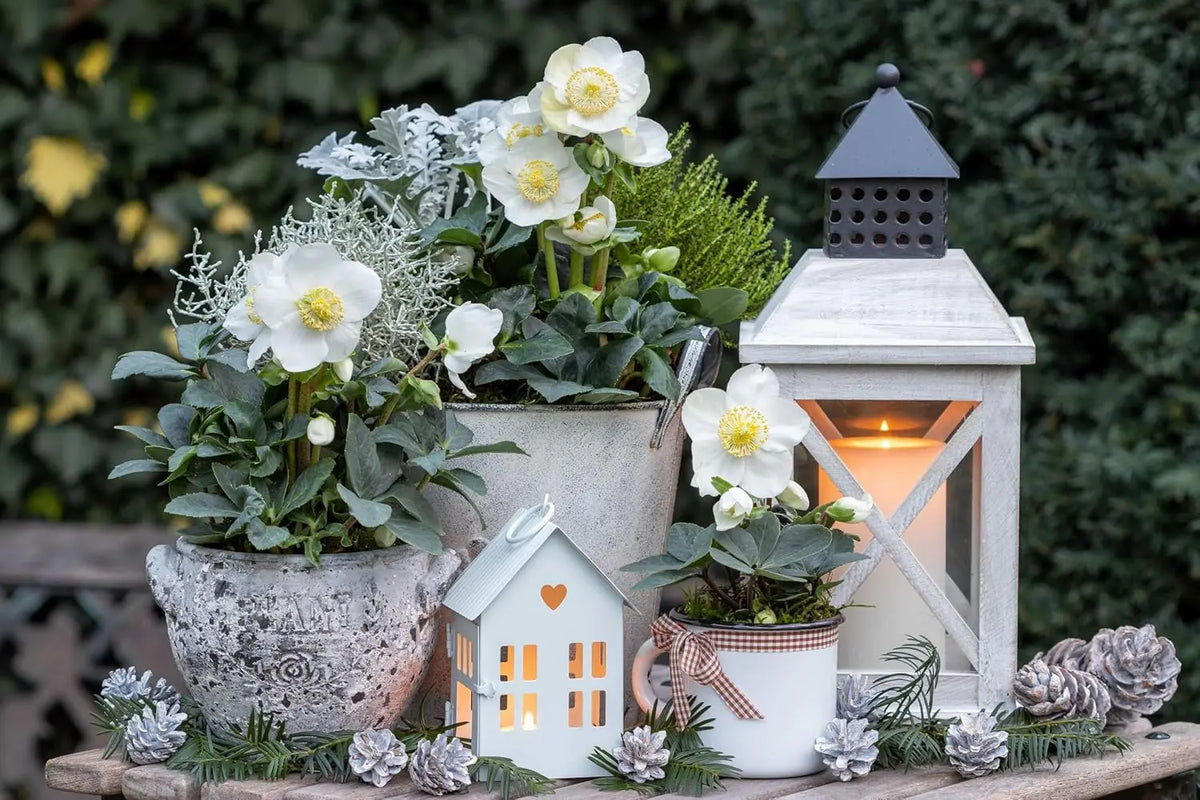 Weiße Christrose Helleborus niger 'Advent Star' Staude mit weißen Blüten und dunklem Laub, gepflegt im Garten.