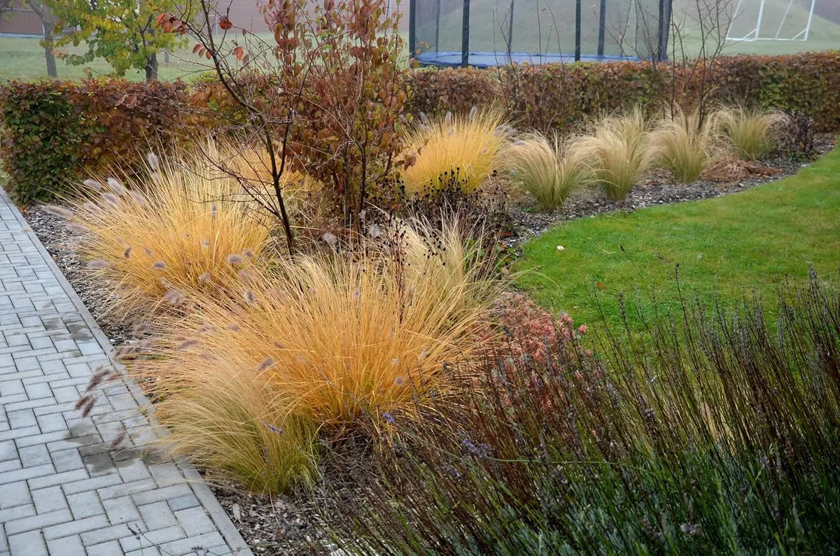 Ziergras Pennisetum alopecuroides ‚Gelbstiel‘ von Stauden Gänge, Lampenputzergras mit gelben Rispen, im Garten.