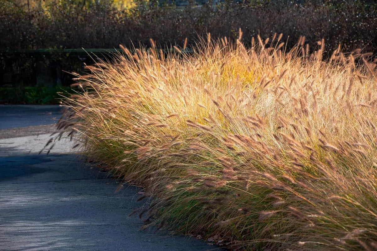 Lampenputzergras Pennisetum alopecuroides ‚Gelbstiel‘, Ziergras mit gelben Ähren, grüne Blätter, große Pflanze, Stauden Gänge