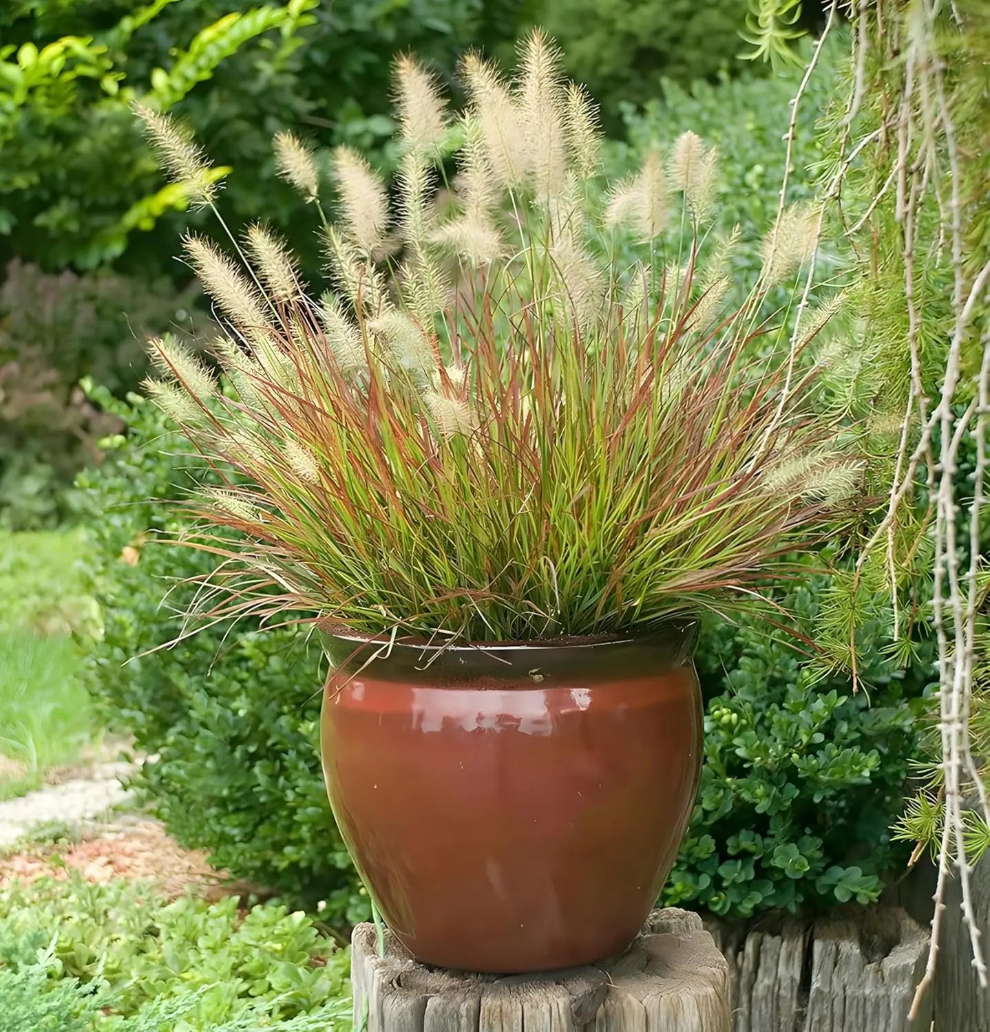 Rotes Zwerg Lampenputzergras Pennisetum alopecuroides 'Burgundy Bunny' als Ziergras, grüne Blätter und rötliche Blütenstände sichtbar