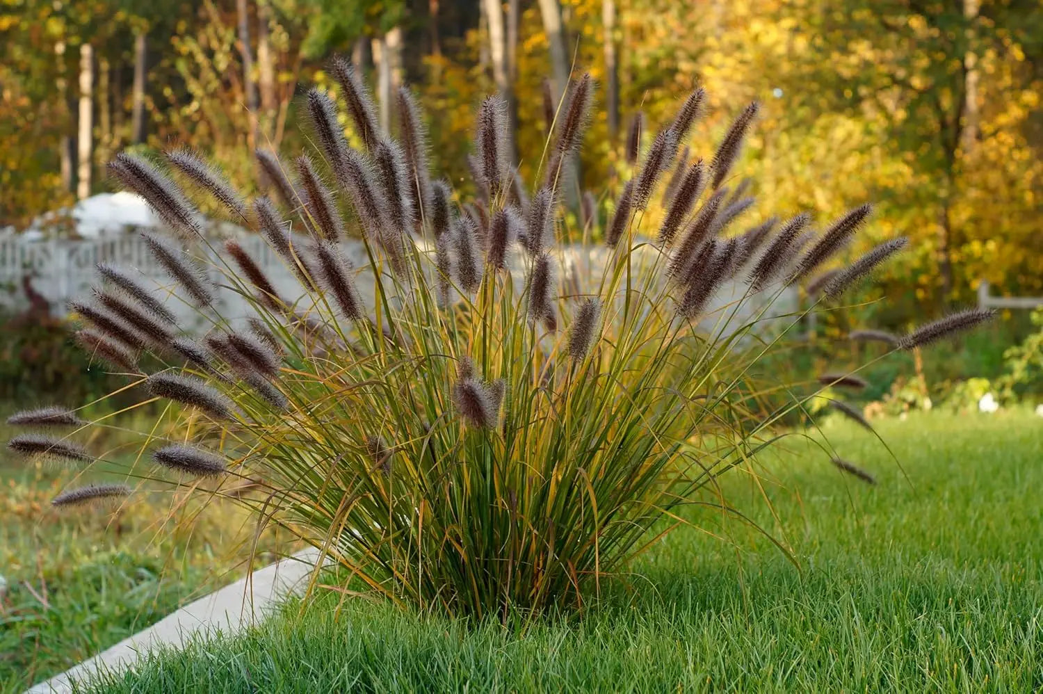 Rotes Lampenputzergras Pennisetum alopecuroides 'Red Head' Ziergras, grüne Blätter und rote Samenstände, Stauden Gänge