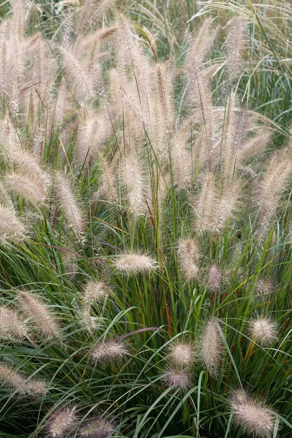 Ziergras Pennisetum alopecuroides 'Cassian' von Stauden Gänge, Lampenputzergras mit dichten, langen Blütenständen