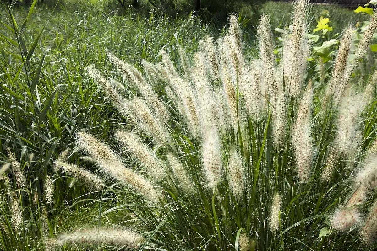 Ziergras Pennisetum alopecuroides 'Little Honey' mit goldgelben Halmen, Zwerg Lampenputzergras, Stauden Gänge