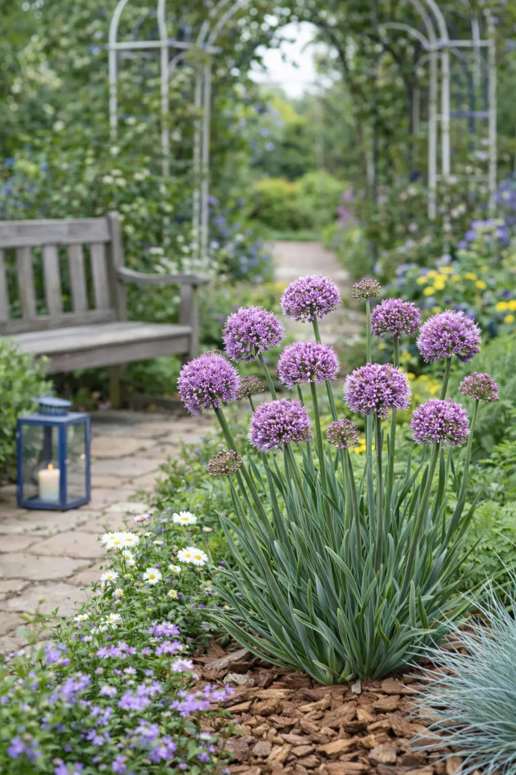 Allium ‚Kleiner Saphir‘ Zierlauch Staude von Stauden Gänge mit blauen Blüten in Garten, Nahaufnahme