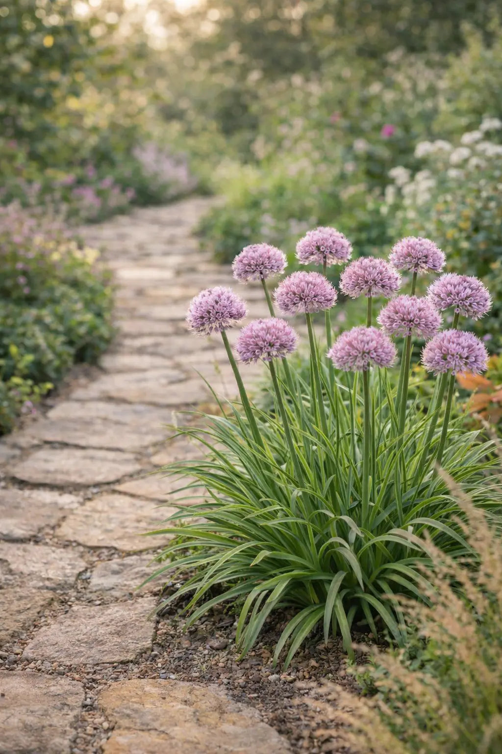 Allium ‚Kleiner Saphir‘ Staude von Stauden Gänge, blühende Zierlauchpflanze mit blauen Blüten, Detailaufnahme