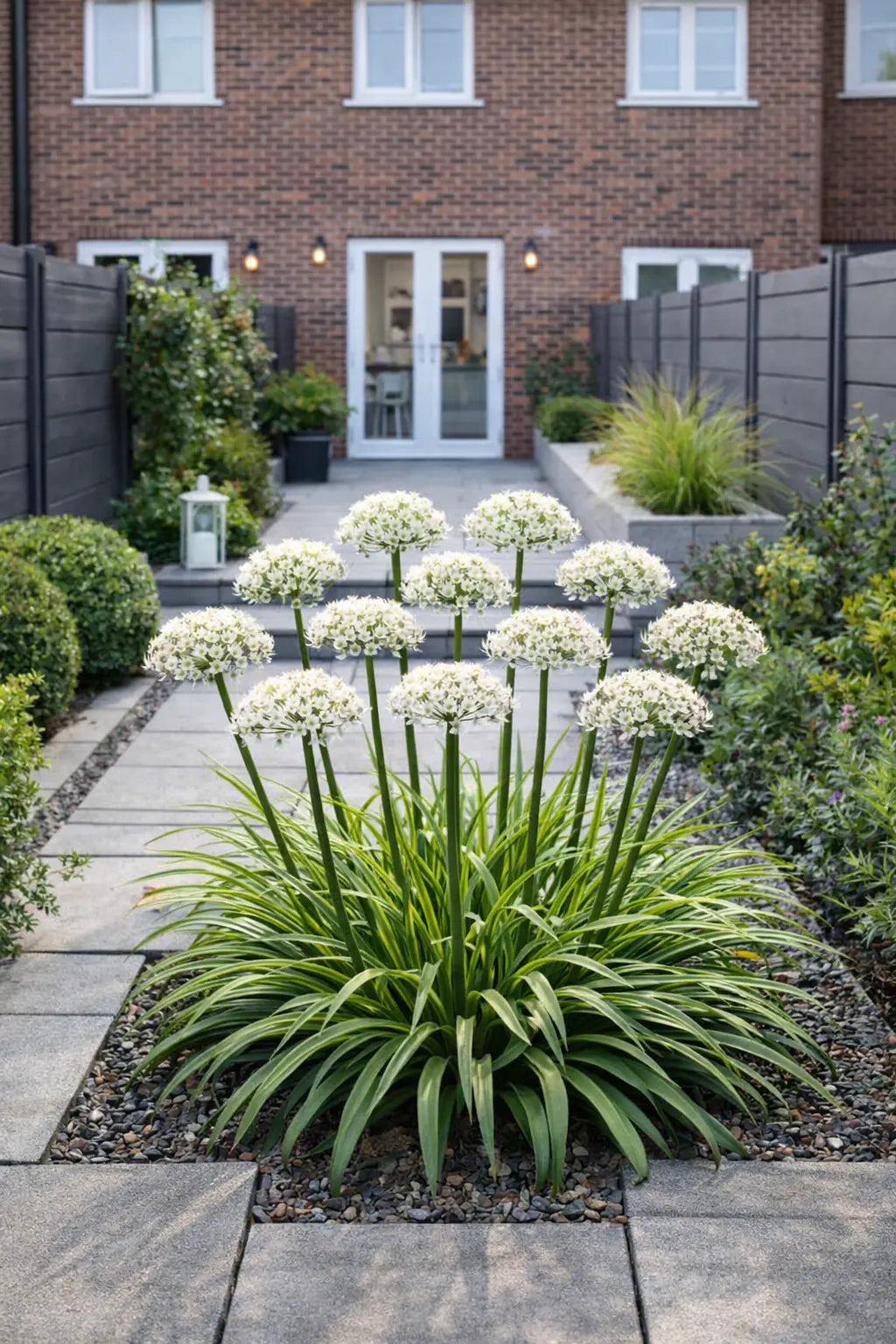 Zierlauch Allium 'Cliffs of Dover' Staude mit weißen Blüten, von Stauden Gänge, Nahaufnahme der Blüten und grünen Blätter
