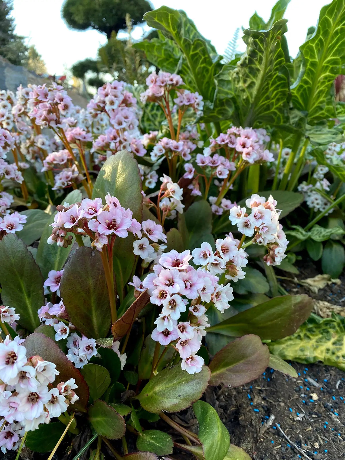 Bergenia cordifolia 'Dragonfly Angel Kiss' Staude mit großen, rosa Blättern und Blüten, von Stauden Gänge, detailreiche Nahaufnahme