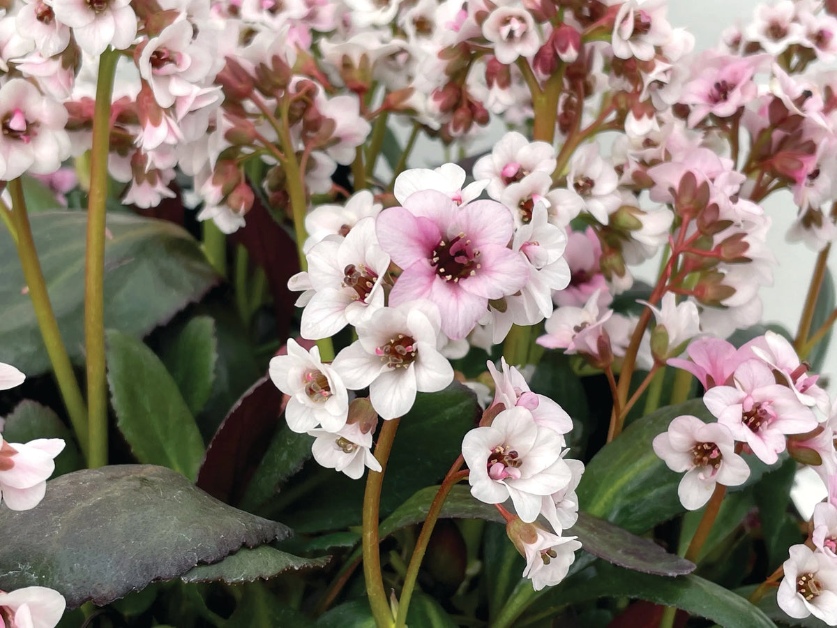Bergenie Bergenia cordifolia 'Dragonfly Angel Kiss' als Staude mit rosa Blüten und grünen Blättern, Stauden Gänge.