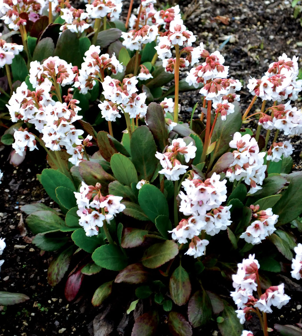 Bergenia cordifolia 'Dragonfly Angel Kiss' Staude mit pinken Blüten und grünen, herzförmigen Blättern, Stauden Gänge.