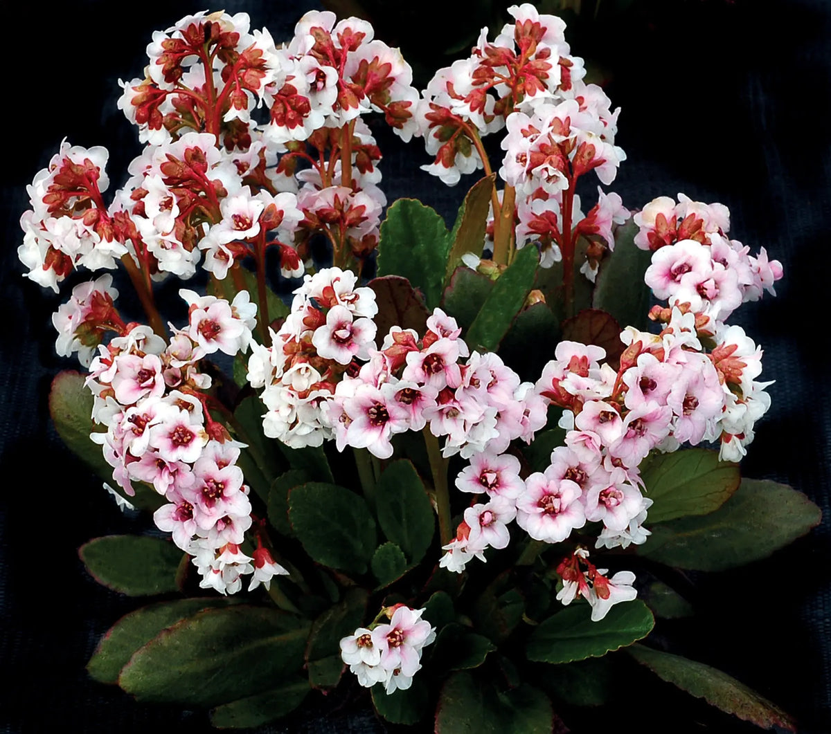 Bergenia cordifolia 'Dragonfly Angel Kiss' Staude mit grünen Blättern und rosa Blüten, Stauden Gänge, Nahaufnahme