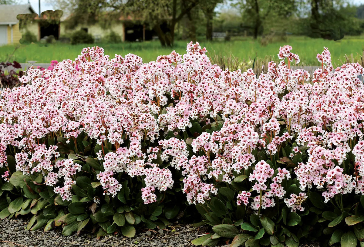 Bergenia cordifolia 'Dragonfly Angel Kiss' Staude von Stauden Gänge mit grünen Blättern und rosa Blüten in Garten.