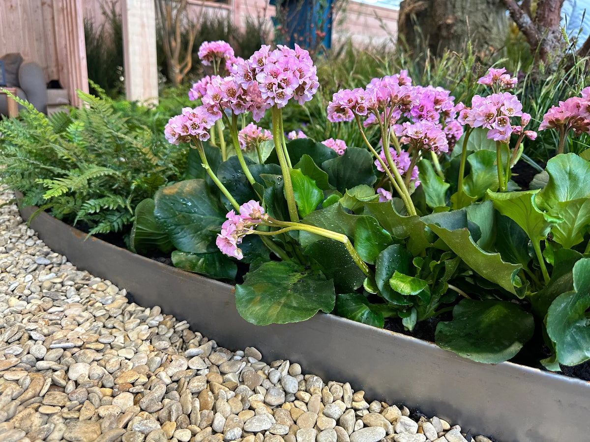 Bergenia cordifolia 'David' Staude mit großen, grünen Blättern und rosa Blüten, im Garten bei Stauden Gänge.