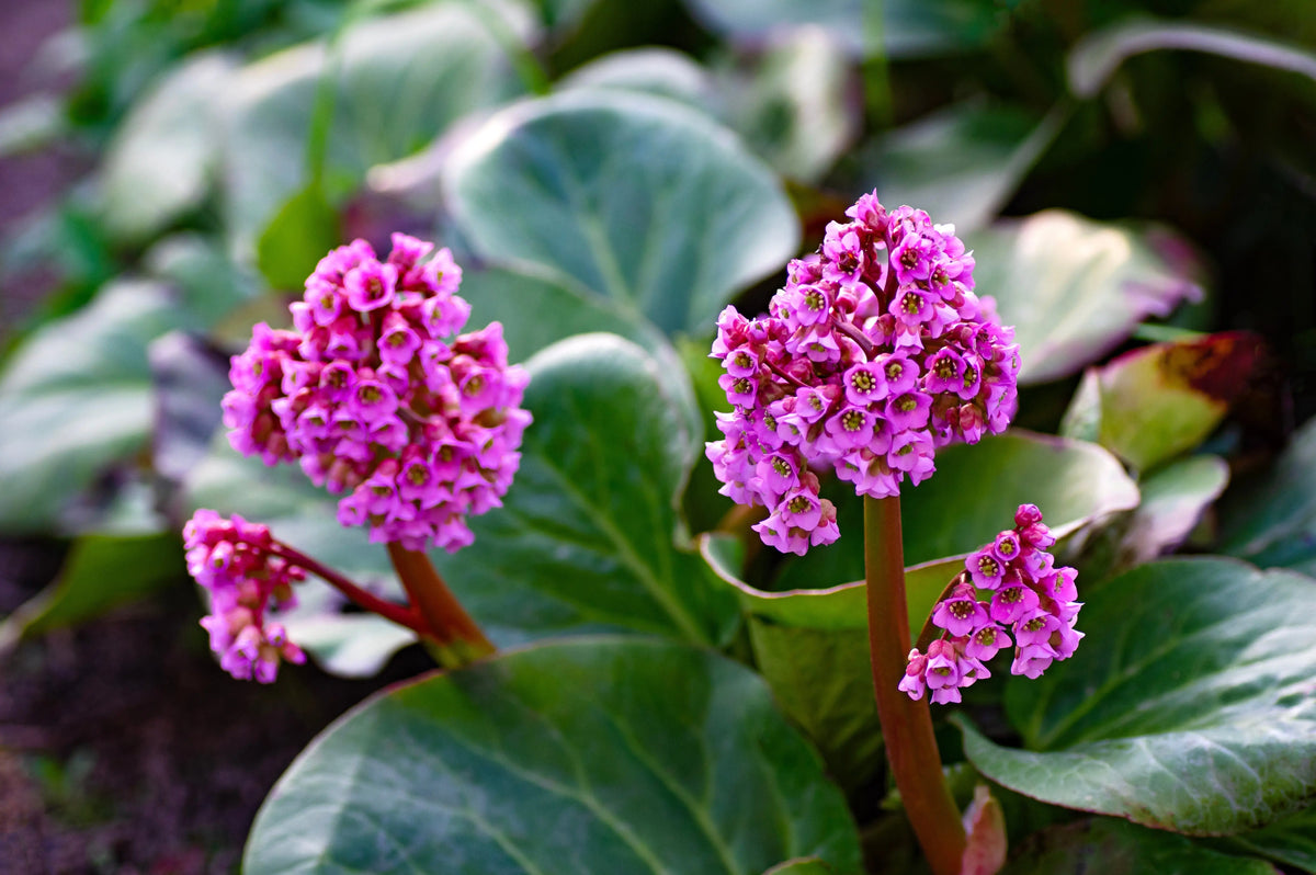 Bergenia cordifolia 'David', Staude mit großen grünen Blättern und rosa Blüten, im Garten bei Stauden Gänge.
