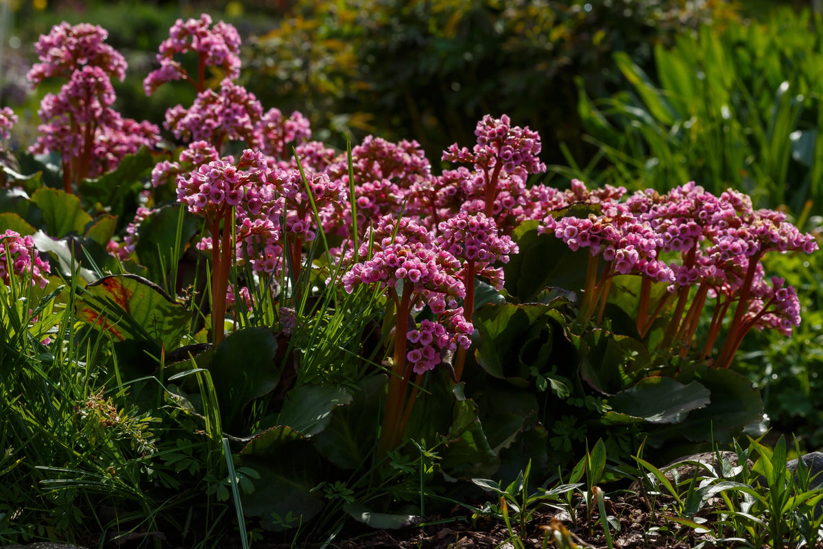 Bergenia cordifolia 'David', robuste Staude mit großen, grünen Blättern und rosa Blüten, im Garten.