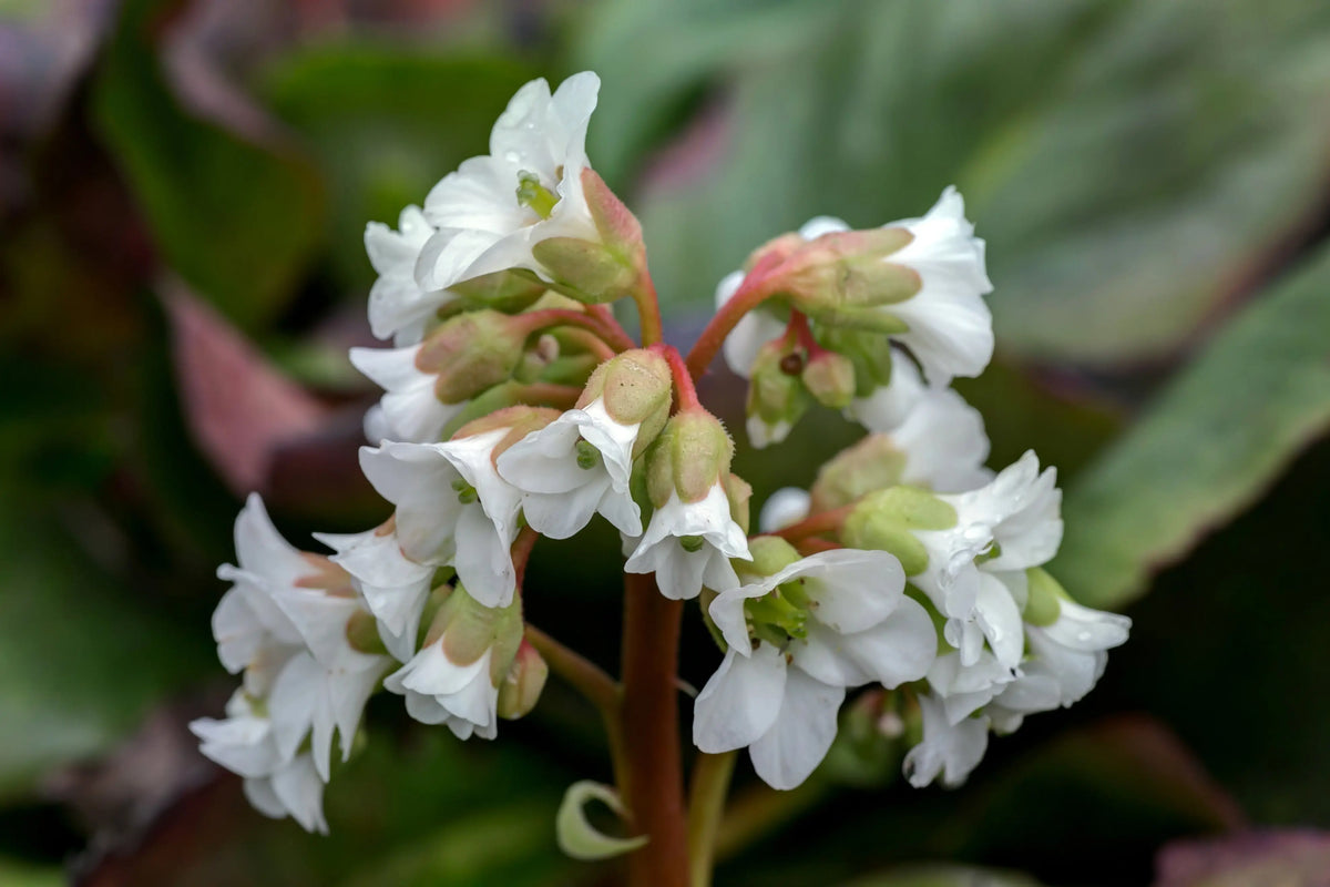 Bergenia cordifolia 'Silberlicht', robuste Staude mit silbrig-grünen Blättern und rosa Blüten, von Stauden Gänge.