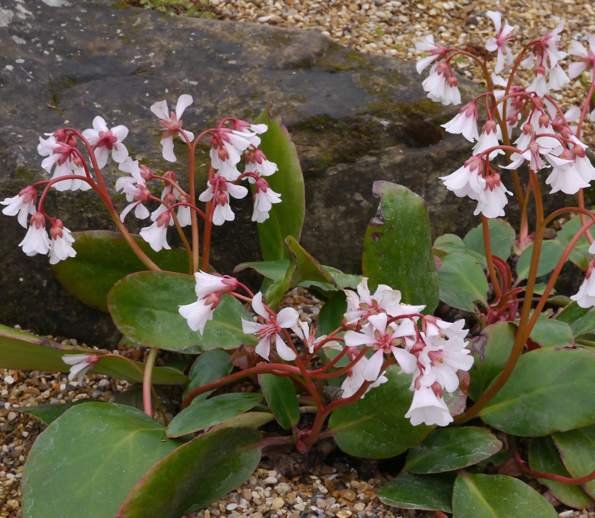 Bergenia cordifolia 'Silberlicht' Staude mit silbernen Blättern und rosa Blüten, wächst im Garten, Stauden Gänge.