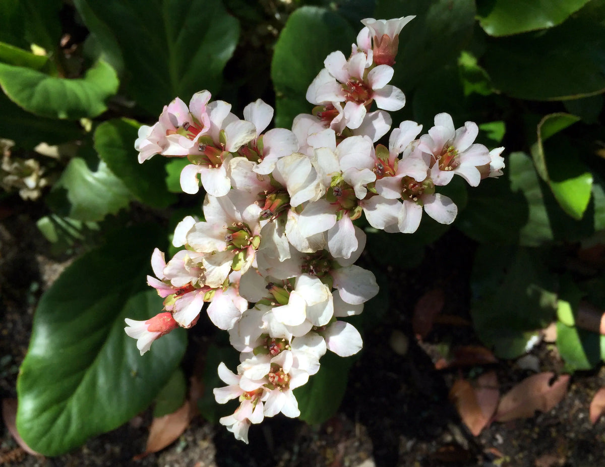 Bergenia cordifolia 'Silberlicht' Staude mit silbernen Blättern und rosa Blüten, wächst im Garten, von Stauden Gänge.