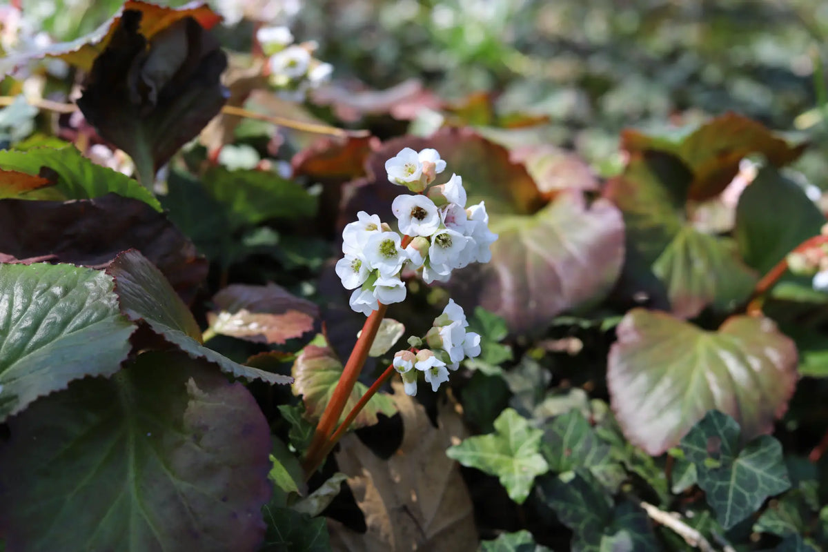 Bergenia cordifolia 'Silberlicht' Staude mit glänzenden, silbrigen Blättern, wächst am Boden unter Büschen.
