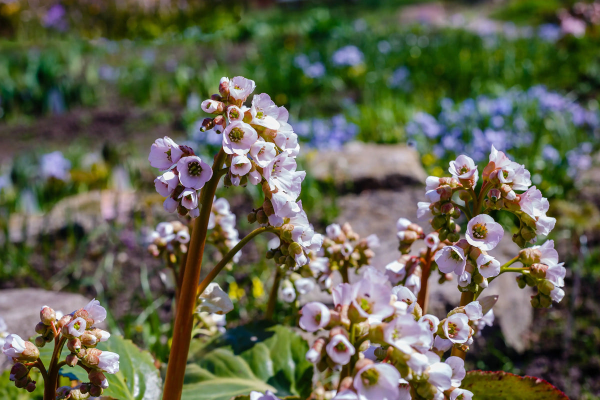 Bergenia cordifolia 'Silberlicht', Staude mit glänzenden, silbrig-weißen Blättern, im Garten.