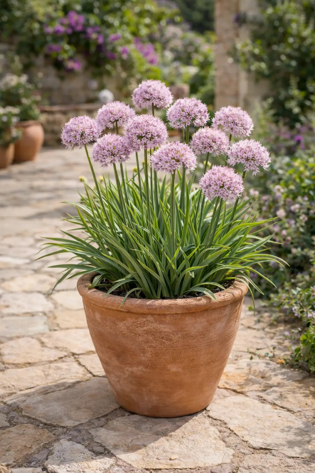 Allium ‚In Orbit‘ Zierlauch Staude mit runden Blütenständen in lila, wächst auf einem Gartenboden, von Stauden Gänge.